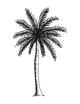 Hand drawn vector illustration of coconut palm tree.