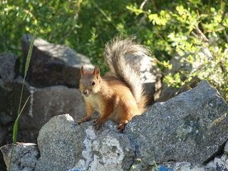 red squirrel on a камне