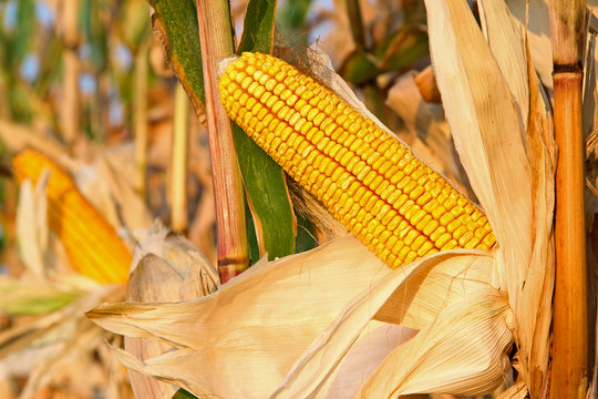 Ripe corn cob in the field is dry and ready for harvest