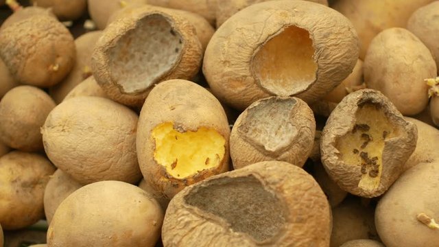 Potatoes and potato spoiled and spoilage warehouse mouse and mice bite, pest of stored vegetable food potato, frequent problem in winter necessary deratization, danger of spreading mold, diseases