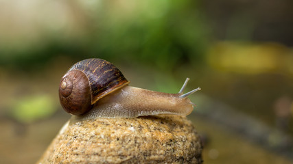 snail on a stone