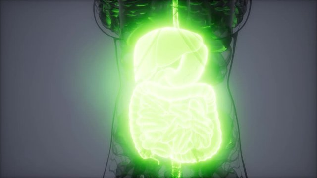 3d illustration of human digestive system parts and functions