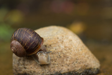 snail on a stone looking at the camera