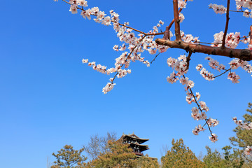 Park building scenery