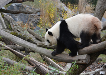 Fototapeta na wymiar panda bear walks to look for bamboo