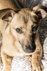 Brown cute puppy dog isolated on white, green background - rescue pet dog with adorable eyes