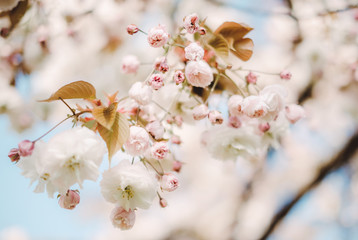 Kirschblüte. Cherry Blossom