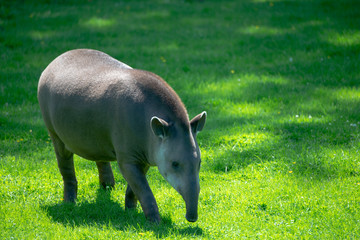 tapir on grass meadow