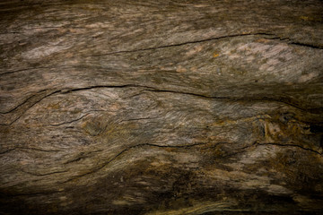 Obraz premium Old wood bark texture and background.