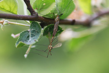 Treatment of plants from insects