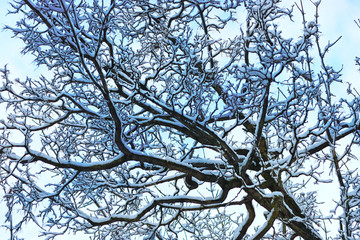 winter snow branch tree covered