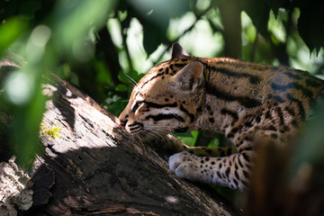 Ocelot in jungle tree branches