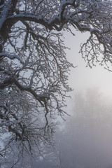Trees in a misty winter