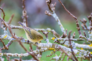 Pájaro mosquitero musical con mosca