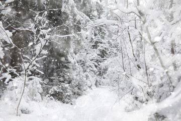 Obraz premium Winter landscape. Forest under the snow. Winter in the park.
