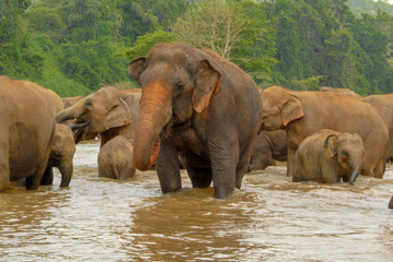 Fototapeta na wymiar Elephants bathing in river in Sri lanka