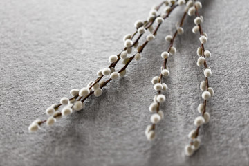easter, plant and object concept - pussy willow branches on stone background