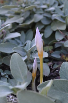 Осеннецветущий крокус, Crocus 'ZEPHYR' в саду