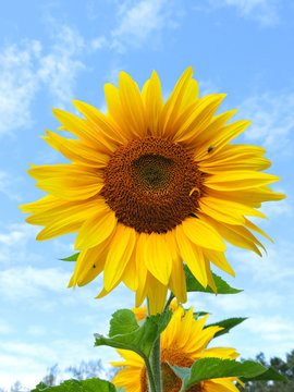 field of blooming sunflowers.Top View.Sunflower field landscape. Sunflower field panorama. Sunflower field in sunny day landscape.Beautiful flower in the garden.Sunny day.Honey Bee pollinating.