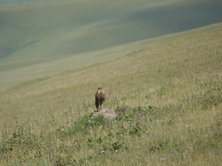 Wild birds. Eagle in the mountains.