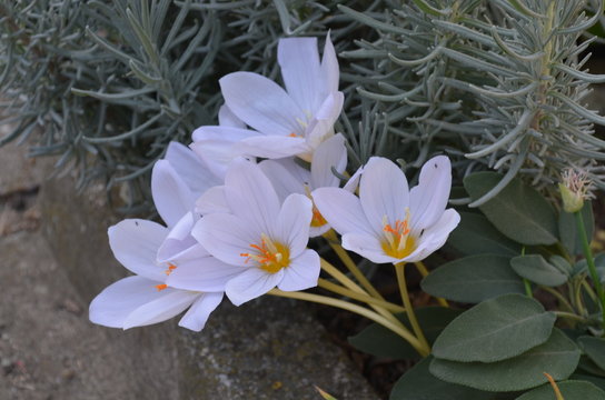 Осеннецветущий крокус, Crocus 'ZEPHYR' в саду
