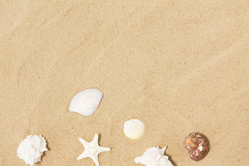 vacation and summer holidays concept - seashells on beach sand
