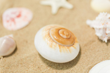 Fototapeta na wymiar vacation and summer holidays concept - seashells on beach sand