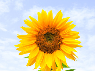Fototapeta premium field of blooming sunflowers.Top View.Sunflower field landscape. Sunflower field panorama. Sunflower field in sunny day landscape.Beautiful flower in the garden.Sunny day.Honey Bee pollinating.