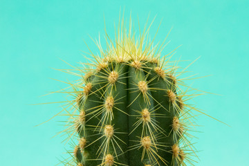 cactus with long spines on a bright background