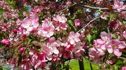 Branches of spring apple tree with beautiful pink flowers