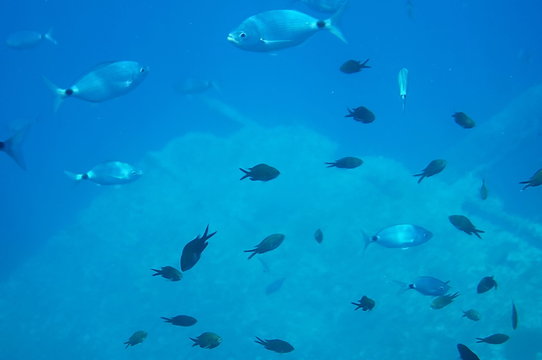 Underwater view in front of the west coast of the Island of Elba, Tuscany, Italy