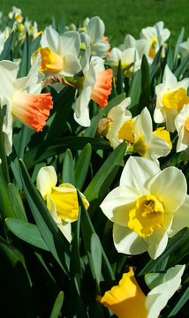 Beautiful flowers of spring Narcissus