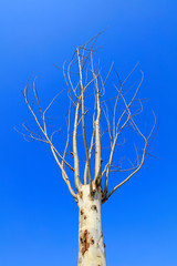 tree in the blue sky