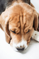 cute dog beagle sad on the floor close up