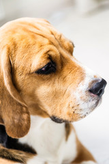 cute dog beagle sad on the floor close up