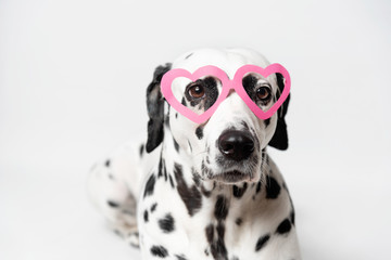 Dalmatian dog with heart shaped sunglasses sitting on white background. Chrysanthemum flower wreath. Copy space. Pet portrait