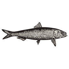 Sardine fish vector illustration