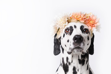 Dalmatian dog with white and yellow floral crown on white background. Chrysanthemum flower wreath....