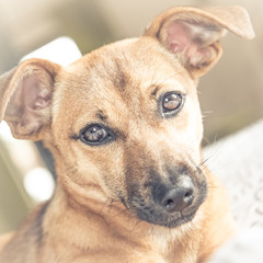 Brown cute puppy dog isolated on white, green background - rescue pet dog with adorable eyes