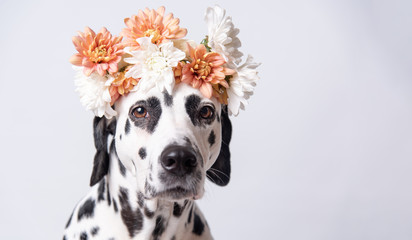  Cute dalmatian dog with white and yellow floral crown, seen from the front on a white background. Chrysanthemum flower wreath. Copy space. Pet portrait