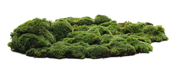 Green moss isolated on white background - obrazy, fototapety, plakaty