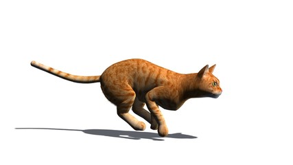 Cat with shadow on the floor - isolated on white background