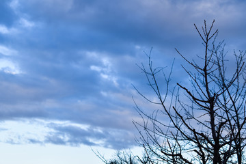 Obraz premium Dusk - cloudy skies with tree silhouettes