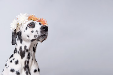 Dalmatian dog with white and yellow floral crown looks to the right isolated on white background. Chrysanthemum flower wreath. Copy space.