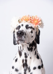 Cute dalmatian dog with white and yellow floral crown squints on a white background. Chrysanthemum flower wreath. Copy space.
