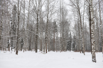 Winter landscape snow covered expanses. A park in the winter in the snow. Road on a winter day.