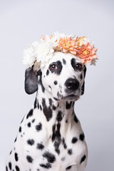 Dalmatian dog with white and yellow floral crown on white background. Chrysanthemum flower wreath. Copy space. Pet portrait