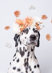 Dalmatian dog with white and yellow flower crown on floral background. Chrysanthemum flower wreath. Copy space. Pet portrait