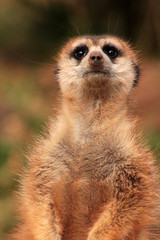 Meerkat