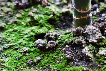 Soil with moss and plant stem closeup